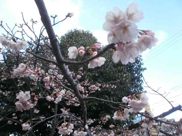 2014.3.21   桜　咲く