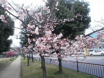 2013.3.18  桜が咲いたよ！ 